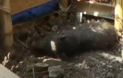 Begini Pengakuan Pelaku Hoaks Babi Ngepet di Depok 