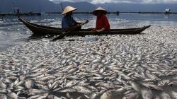 Penampakan Ribuan Ikan Mati di Danau Maninjau