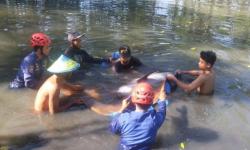 Lumba-Lumba Terjebak dalam Empang Warga di Maros Berontak saat Dievakuasi