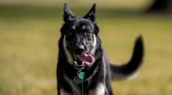 2 Kali Gigit Staf, Anjing Joe Biden Akhirnya Pulang ke Gedung Putih