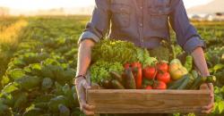 6 Keuntungan Mengonsumsi Makanan Organik, Salah Satunya Cegah Kanker