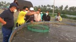 Pemkab Pemalang Kembangkan Budi Daya Udang Vaname di Pesisir Pantai Laut Jawa