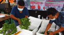 Penyelundupan 73.000 Baby Lobster Senilai Rp7 Miliar ke Singapura<