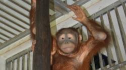 Deretan Hewan Endemik Indonesia yang Dilindungi, Terancam Punah!