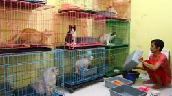 Ditinggal Mudik, Kucing-Kucing Ini Menginap di Tempat Penitipan Hewan