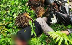 Pembunuhan di Kebun Sawit, Pemuda Tewas dengan Luka di Leher dan Wajah