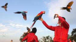 Serunya Komunitas Free Fly Melatih Burung Terbang Bebas