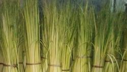 Penjual Janur di Salatiga Kebanjiran Order Menjelang Lebaran 