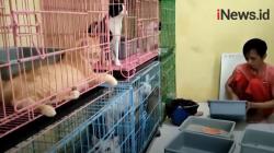 Video Jasa Penitipan Hewan Peliharaan Ramai Peminat