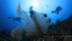 Nikmati Spot Unik dan Menantang di Laut Lepas Bolaang Mongondow Selatan