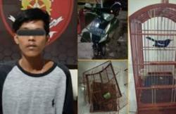  Terekam CCTV, Pemuda di Sleman Curi Burung Milik Tetangga