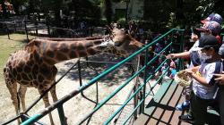 Serunya Memberi Makan Satwa di Kebun Binatang Surabaya
