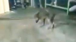 Babi Tidur di Kamar Pakai Masker Bikin Geger Warga