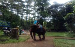 7 Pengunjung Kebun Binatang Bandung Positif Reaktif Covid-19