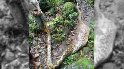 Maros Geger, Warga Tangkap Ular Piton Sepanjang 7 Meter dengan Perut Buncit