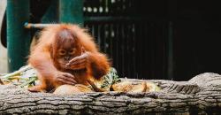 Ide Liburan di Ragunan saat Akhir Pekan, Asyik Bisa Lihat Ikan Terbesar di Dunia
