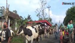 Video Tradisi Lebaran Sapi Diarak Keliling Kampung dan Diberi Kalung Ketupat di Boyolali