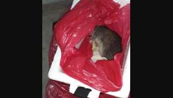 Jasad Bayi Hilang, Rumah Sakit Ini Menggantinya dengan Bangkai Tikus