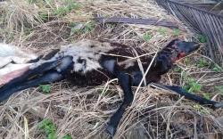 Geger, Pria Bergolok Bunuh Hewan Ternak Lalu Makan Hati dan Daging Mentah