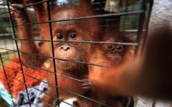 Sepasang Orang Utan Sumatera Sekolah di Jambi Agar Mandiri 