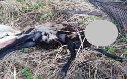  Mengerikan, Pria Ini Bunuh Ternak Warga Lalu Makan Hati dan Daging Mentah