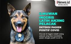 Infografis Anjing Deteksi Orang Positif Covid dengan Mengendus Kaus Kaki