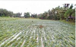 Ratusan Hektare Kebun Jagung di OKU Rusak Diterjang Banjir