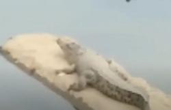 Video Warga Padang Heboh dengan Penampakan Buaya Muara Dekat Pemukiman