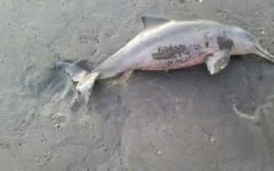  Lumba-Lumba Mati Terlilit Celana Dalam Perempuan <