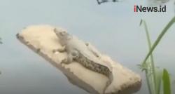 Video Kemunculan Buaya Muara Hebohkan Warga Padang