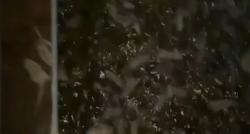  Mengerikan! Jutaan Tikus Serang Rumah, Sekolah dan Pertanian di Australia