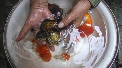 Budi Daya Ikan Hias Mas Koki di Depok