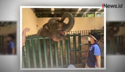 Video Sandiaga Uno Beri Nama Pulisia untuk Anak Gajah di Taman Safari