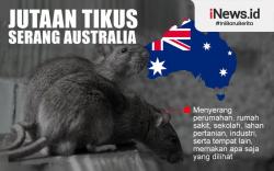 Infografis Jutaan Tikus Serang Australia