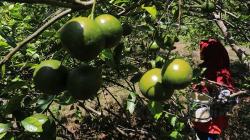 Budi Daya Jeruk Manis di Lahan Gambut, Hasil 15 Ton Sekali Panen