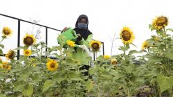 Indahnya Taman Bunga Matahari Tumbuh di Jakarta Utara