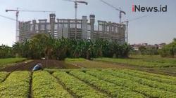 Video Warga Tanjung Priok Tanam Sayuran di Samping Proyek JIS