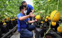  Mentan Syahrul Yasin Limpo Panen Melon di Agribusiness and Teknologi Park IPB University