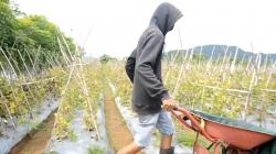 Petani Melon di Aceh Raup Untung di Masa Pandemi Covid-19