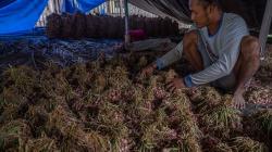 Diserang Hama Ulat, Tanaman Bawang di Sigi Dipanen Lebih Cepat