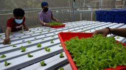 Pemuda Takalar Tanam Sayuran Hidroponik, Hasil Dipasarkan ke Restoran dan Hotel