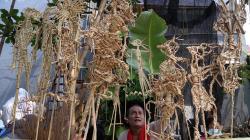 HUT Kota Surabaya, Seniman Meimura Tampilkan Pertunjukan Wayang Suket