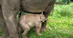 Video Anak Gajah dan Elang Jawa Lahir di Taman Safari Cisarua Bogor