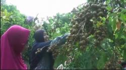 Silakan Coba, Wisata Petik Buah di Pemalang Ini Bisa Membuat Pengunjung Lupa Waktu  