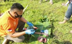  Perangkap Makan Tuan, Warga di Ogan Ilir Tewas Tersengat Setruman Babi 