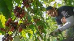 Petani Kendal Panen Kopi Robusta