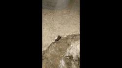 Warga Cilegon Geger, Asap Misterius Bau Belerang Muncul dari Bawah Tiang Telepon