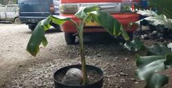 Video Fenomena Unik, Buah Kelapa Berdaun Pisang di Kebumen