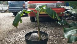  Kebumen Heboh, Pohon Pisang Tumbuh dari Buah Kelapa<