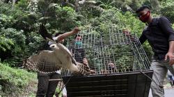 BKSDA Lepas Elang Brontok dan Kukang di Hutan Cagar Alam Maninjau